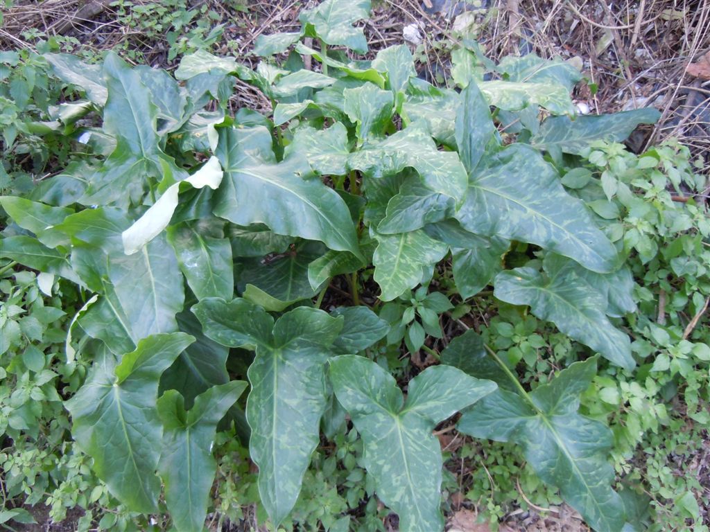 Arum italicum